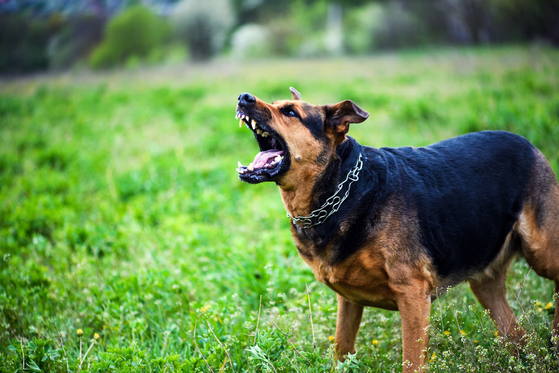 A vicious dog in Montgomery, Alabama barks at a resident.