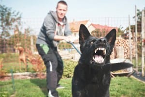 Black Dog Barking Stock Photo
